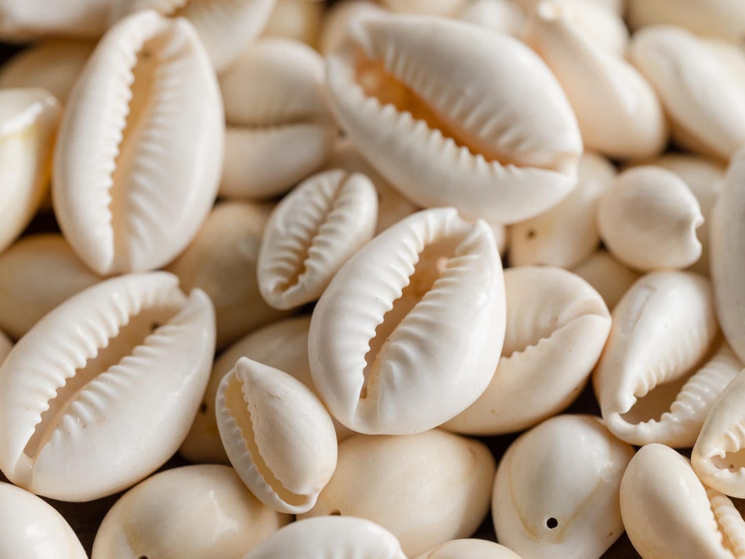 タカラガイ、貝殻 楽天市場】貝殻 シェルコレクション ハチジョウダカラ 1個