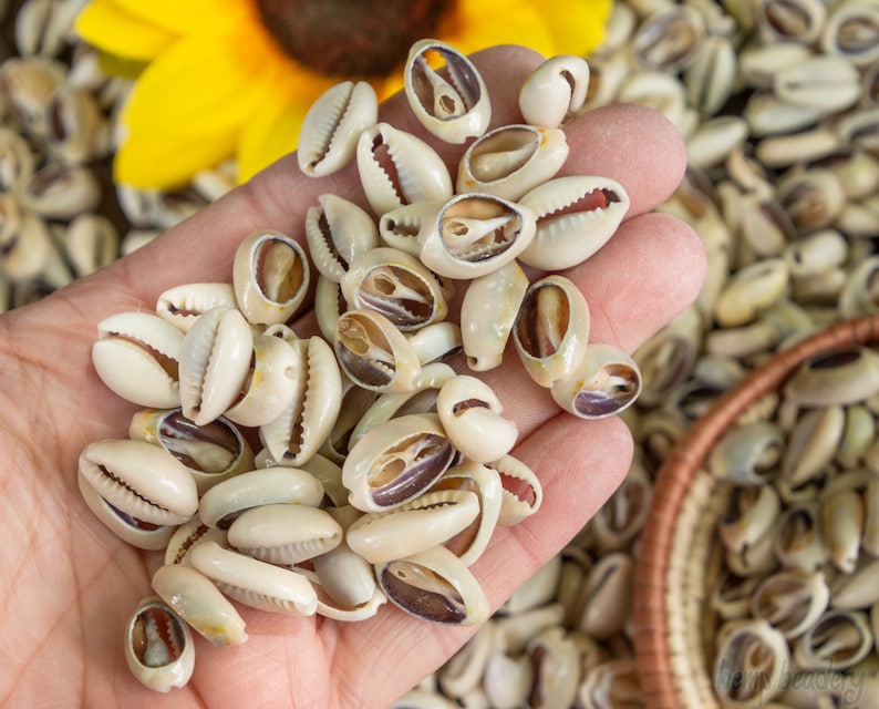 100 Medium Size African Cowry Shells with Slits for Crafts and Jewelry Making, size and shape will vary, polished natural shell image 6