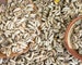 Cowrie Shells, 50pcs, Medium,  Cut Cowries, Seashells,  Sliced  Cowry 