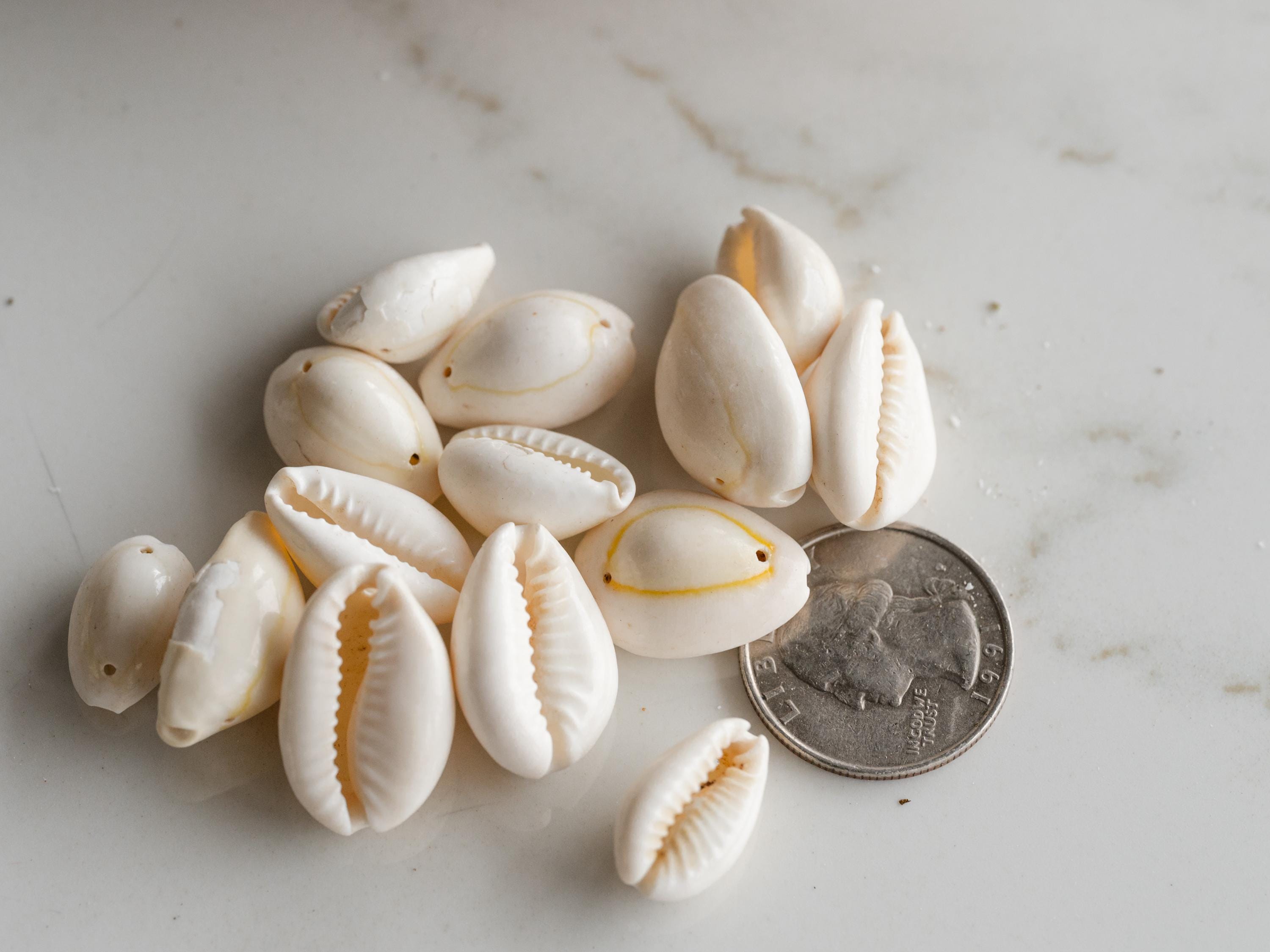 ローストタカラガイの殻、2 つの穴付き、1/4 - 1 インチ - 30 個