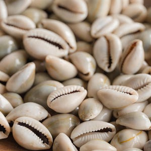 Conchas de cauri totalmente naturais sem furos, Craft Supply 3/8 - 1 polegada - 30 peças - B3293