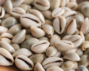 XLタイガータカラガイ貝殻 | プレミアム品質 | 3-3/4インチ - 4インチ