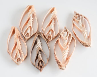 Sliced Natural Shell for crafts and making jewelry,  average size 2 1/2  inch tall, 5 pieces  -B3042