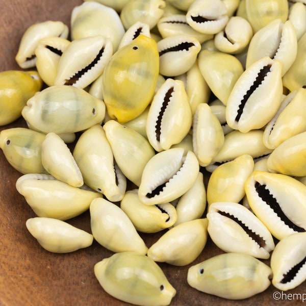 Full Yellow Cowrie Shells, Drilled Hole,   3/4 - 1  inch  - 25 pieces - B3234