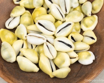 Large Yellow Full Cowrie Shells, Sliced natural Shell,   3/4 - 1  inch  - 25 pieces - B3233