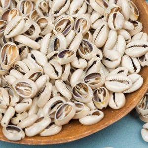 50 conchas africanas de cauri cortadas (genuinas), de tamaño pequeño a mediano, para joyería y decoración.