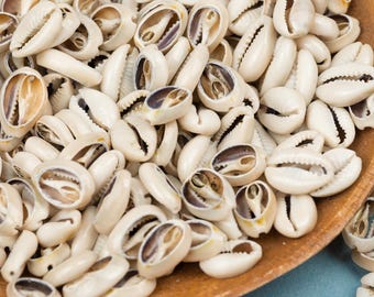 50 African Sliced Cowrie Shells – Genuine, SMALL to medium MIX for Jewelry & Decor
