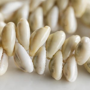 Small Moneta Cowrie Shells, One Drilled  Hole, 1/2  inch - 15 inch strand - B3281