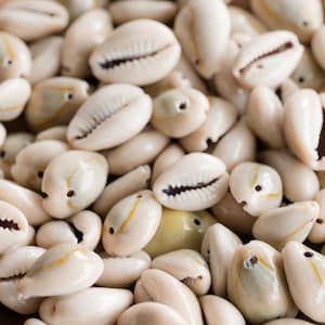 May include: A close-up of a pile of white cowrie shells. The shells are smooth and have a natural shine. They are a popular material for jewelry and crafts.