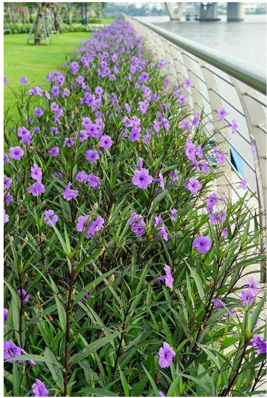 Mexican Petunia Live Rooted Plants- 4 Rooted Cuttings!! FREE SHIPPING ...