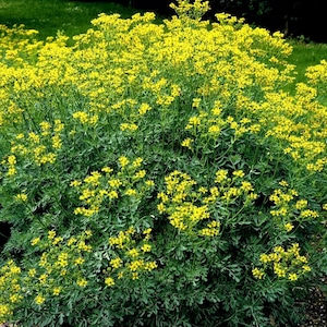 Arruda Plant - Etsy