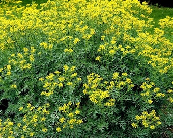 Ruda Plant fresh cuttings|Arruda|Rue Plant for baths, teas, candle making (2 bunches)