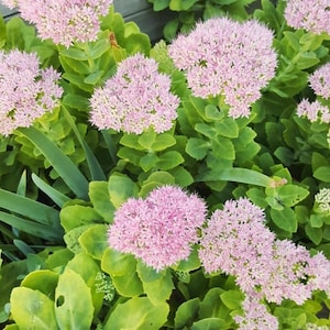 Showy Stonecrop Rooted Cutting | Butterfly Ice Plant