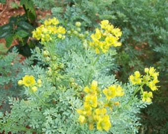 Ruda Plant fresh cuttings|Arruda|Rue Plant for baths, teas, candle making