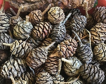 20 Giant Sequoia Redwood Tree Cones w/ seeds for crafting, wreaths, center pieces etc,  Variety of sizes and colors