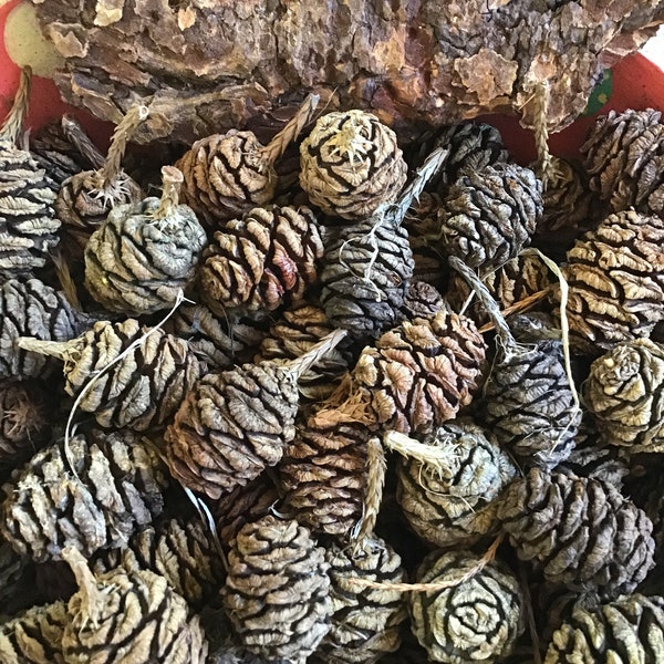 20 Giant Sequoia Redwood Tree Cones w/ seeds for crafting, wreaths, center pieces etc,  Variety of sizes and colors