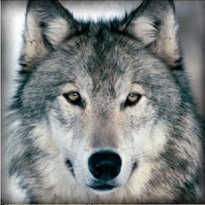 Werewolf  Incense 20 sticks  with free sample