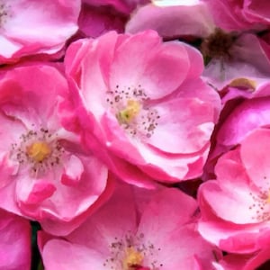 Wild Sweet Roses Incense 20 sticks with free sample
