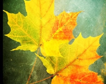 Fresh Fallen Leaves Incense  20 sticks with free incense sample