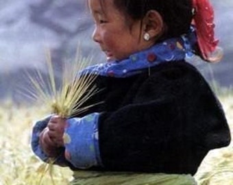 Tibetian Amber Stick Incense 50 sticks  with free sample