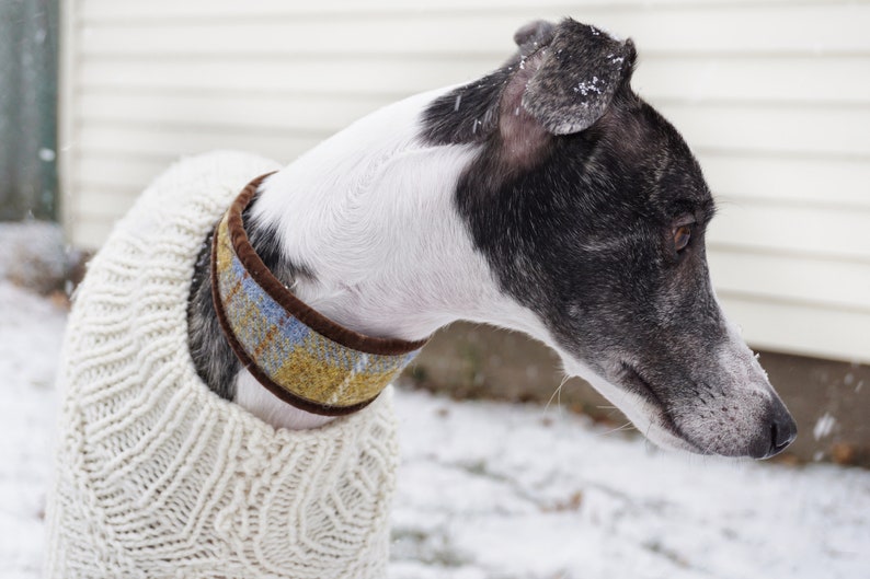 Slate grey blue Greyhound collar, Sighthound Collar, Harris Tweed collar for whippet, Gazehound collar, Galgos, Italian Greyhound image 3