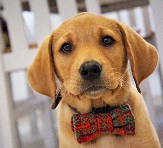Orange dog 2024 bow tie