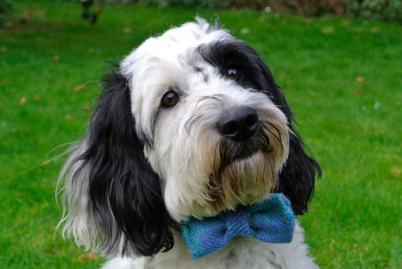 Dog Bow Tie Tartan Plaid Harris Tweed Bow Tie Detachable Bow Etsy UK