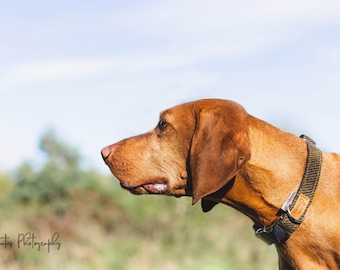 Limited Edition  Designer Dog Collar, Fall Harris Tweed Collar