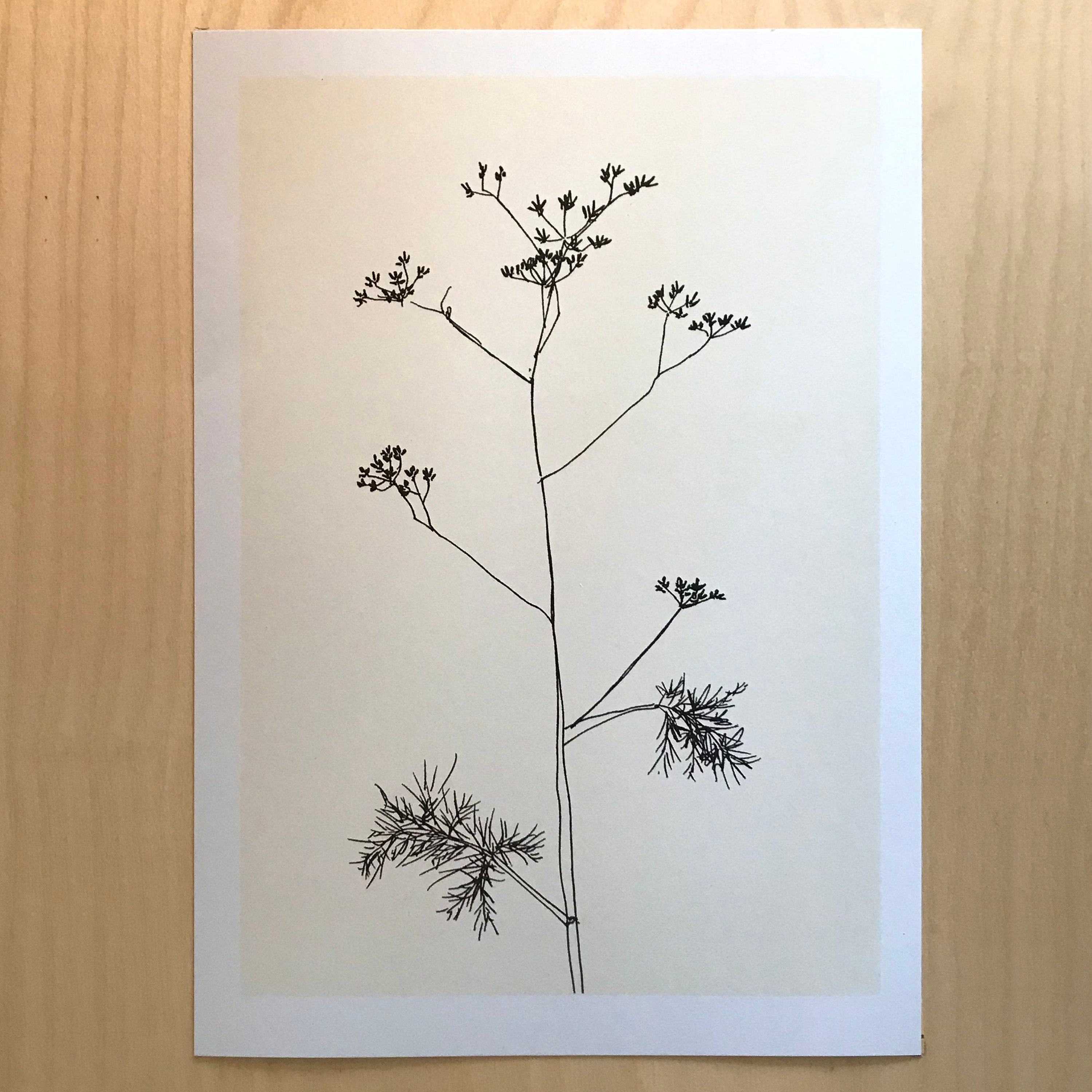 Fennel Flower Drawing