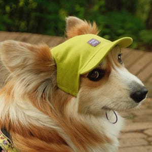 Peut inclure: Un chien corgi portant une casquette de baseball vert citron et un harnais à motifs. Le chien a un mélange de fourrure blanche, beige et marron et est assis sur une surface en briques. La casquette a un petit logo carré.