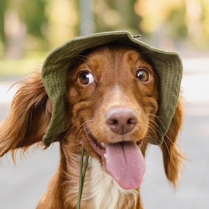 Puede incluir: Un perro marrón con un sombrero verde y la lengua fuera. El perro tiene pelaje marrón y una mancha blanca en el pecho. El fondo está borroso, con árboles verdes y una superficie gris.