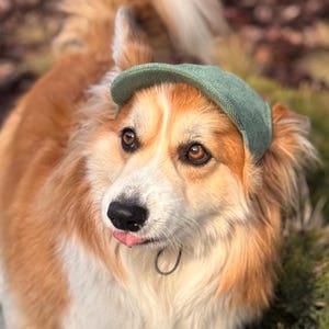 Puede incluir: Un perro corgi con una gorra verde, de pie sobre una repisa de piedra. El perro tiene pelaje marrón y blanco, con la lengua fuera. El fondo presenta vegetación y una persona borrosa.