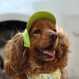 Może przedstawiać: Brązowy Cocker Spaniel w limonkowym czapce i bandanie z cytrynowym wzorem. Na bandanie widnieje napis "hot dog". Pies ma długą, falistą sierść i uśmiecha się z wystawionym językiem.