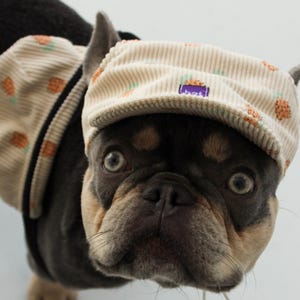 Stylish dog hat, corduroy pet cap, frenchie sun visor, adjustable ear holes toggle garment
