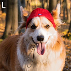 以下が含まれることがあります： 赤いニット帽をかぶった、笑顔のコーギー犬。犬は白と茶色の毛並みで、森の中で丸太の上に座っています。「SIZE L」の文字が左上にあります。