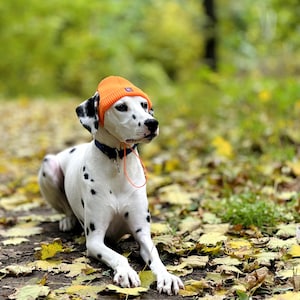 Puede incluir: Un perro dálmata con un gorro naranja y un collar azul con una etiqueta. El perro tiene manchas negras sobre un pelaje blanco y está sentado sobre un lecho de hojas caídas. El fondo está borroso con tonos verdes y amarillos.