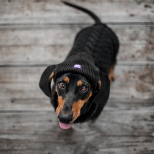 May include: A black dachshund wearing a black beanie with a purple "Dog Dad" logo. The dog is looking up at the camera with its tongue sticking out.