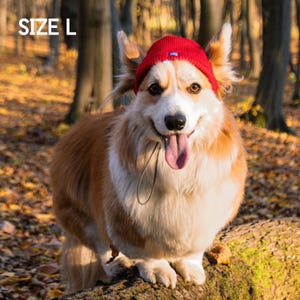 Könnte beinhalten: Ein lächelnder Corgi-Hund mit einer roten Strickmütze mit einem kleinen blauen Etikett. Der Hund hat ein weißes und braunes Fell und sitzt auf einem Baumstamm in einem Wald. Der Text "SIZE L" befindet sich oben links.