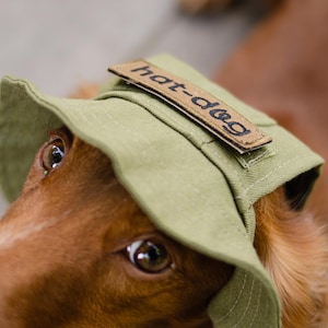 May include: A close-up of a dog wearing a green hat with the text "hat-dog" on a small patch. The dog has brown fur and is looking up. The hat is olive green.
