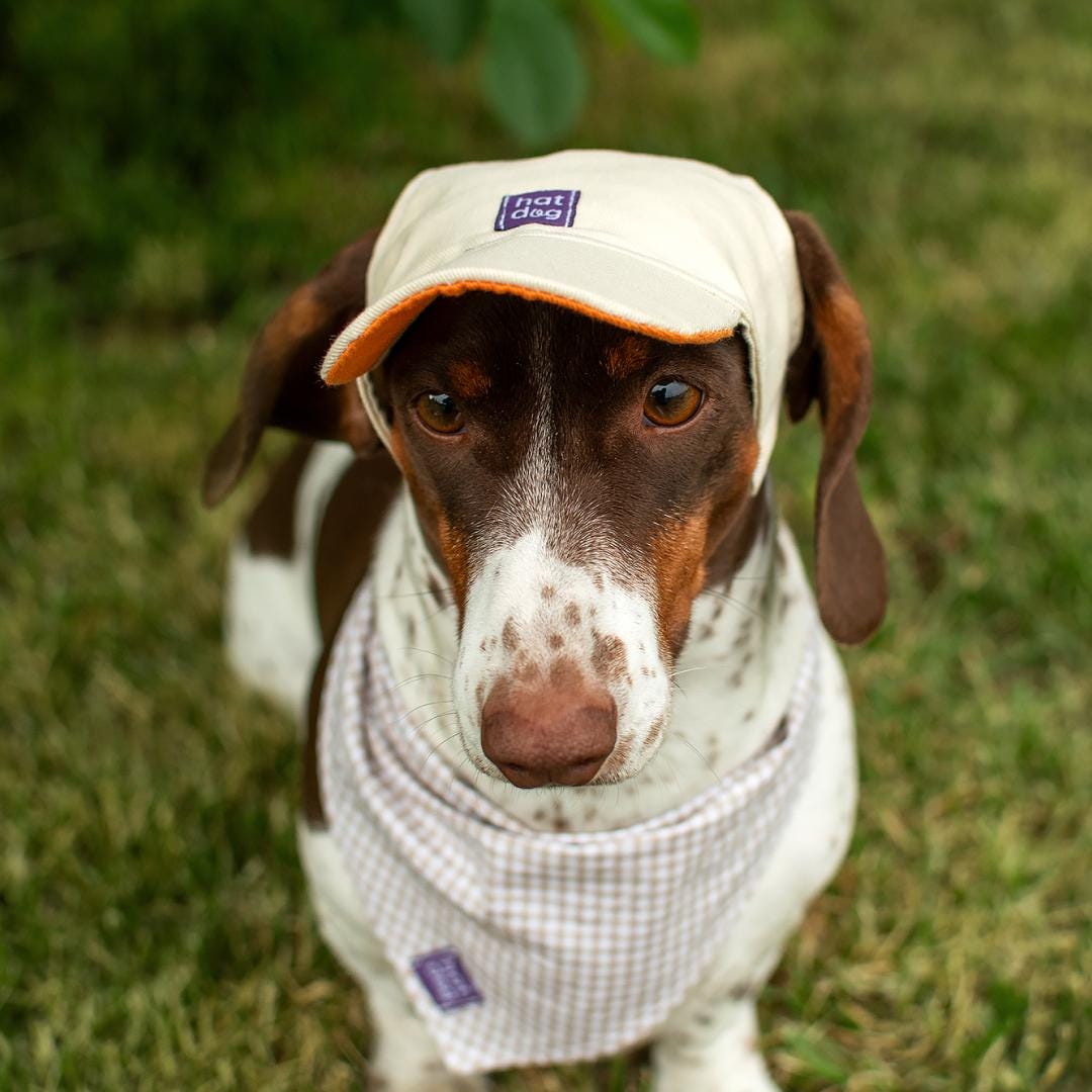 Dog Sun Hat Outdoor Sun Protection Hood For Dogs, New Dog Hat