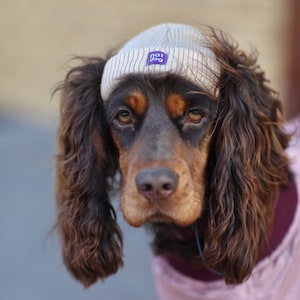 May include: A brown and black dog wearing a light grey beanie with a purple "not dog" patch. The dog has long brown hair and is looking at the camera.