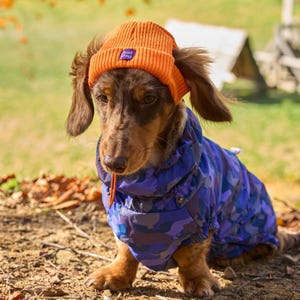 Op de afbeelding: Een langharige teckel draagt een feloranje geribbelde gebreide muts met een klein paars label met de tekst hat dog, gecombineerd met een blauwe en paarse hondenjas met camouflagepatroon, een hoge kraag en een oranje trekkoord.