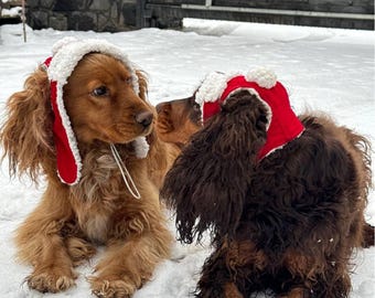 Può includere: Due cani spaniel dal pelo lungo e ondulato indossano cappelli invernali rossi e bianchi con paraorecchie e pon pon. Il cane a sinistra ha il pelo marrone dorato, mentre quello a destra ha il pelo marrone scuro in un ambiente innevato.