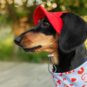Op de afbeelding: Een zwart-bruine teckel met een felrode zonnehoed en een lichtblauwe bandana met rode hart- en krulpatronen. De hond kijkt naar links, met een vage groene achtergrond.