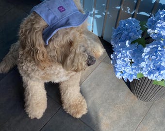 Blue Dog Bucket Hat: Summer Pet Accessory with Ear Holes