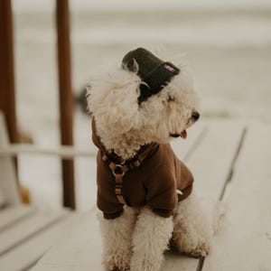 Könnte beinhalten: Ein weißer, flauschiger Hund, der einen braunen Hoodie und eine grüne Mütze mit einem violetten Etikett trägt. Der Hund sitzt auf einer weißen Oberfläche.