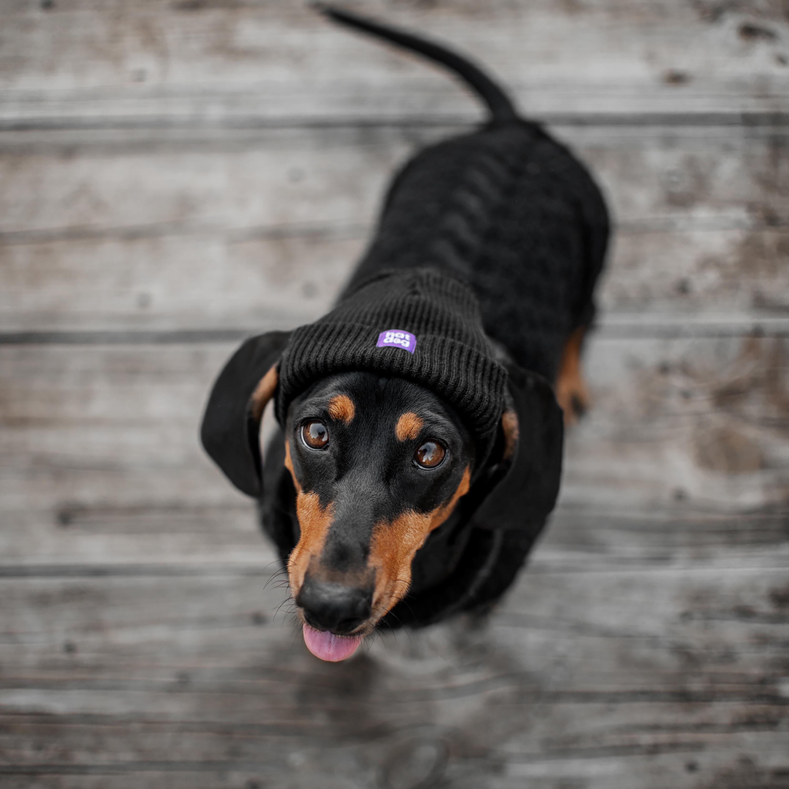 Hat Dog – Black Winter Beanie With Ear Holes for Dogs All Breeds