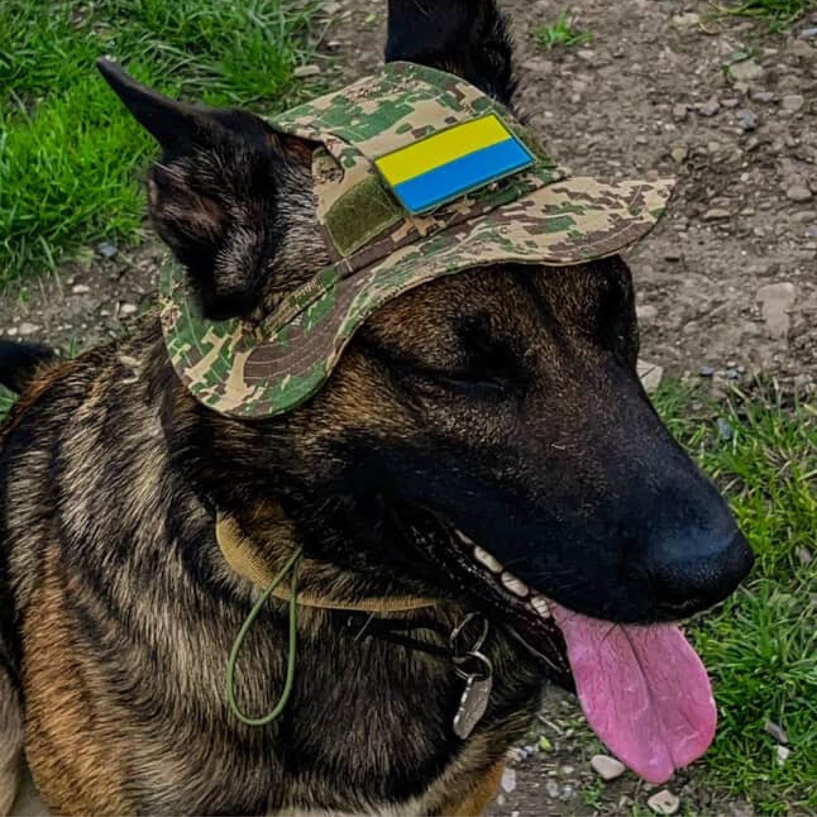 Dog Army Helmet Australia