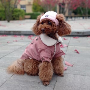 Könnte beinhalten: Ein brauner und weißer Pudel, der eine rosa Mütze und eine rosa Wildlederjacke mit weißem Fellkragen trägt. Der Hund sitzt auf einer grauen Betonfläche mit heruntergefallenen Blättern.