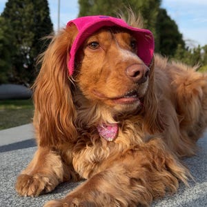 May include: A golden Cocker Spaniel wearing a pink visor with a blue star design. The dog is also wearing a pink glittery heart-shaped collar. The dog is lying down on a gray surface, with a blurred green background.
